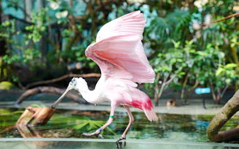 Pink spoonbill bird near water at The Florida Aquarium, Tampa.