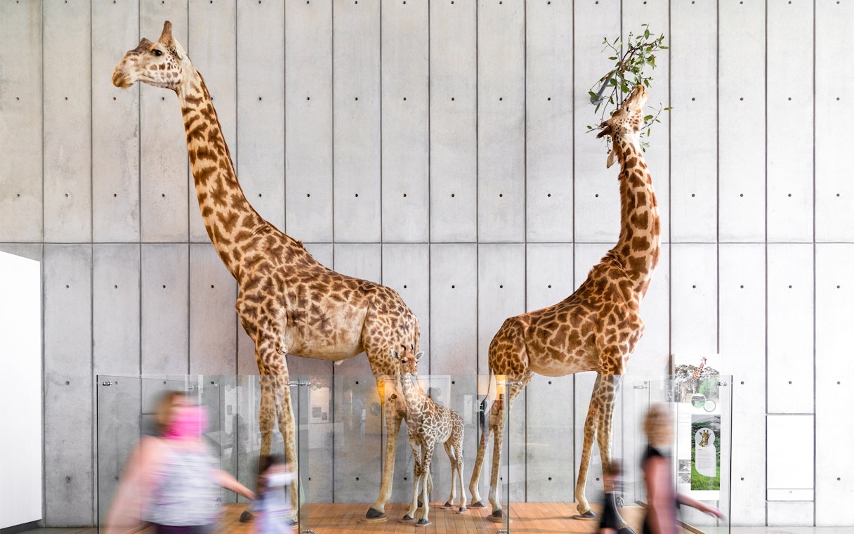 Giraffe exhibits at California Academy of Sciences, San Francisco.