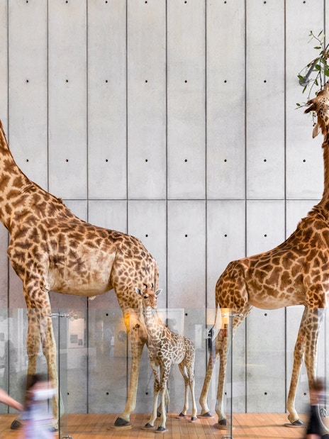 Giraffe exhibits at California Academy of Sciences, San Francisco.