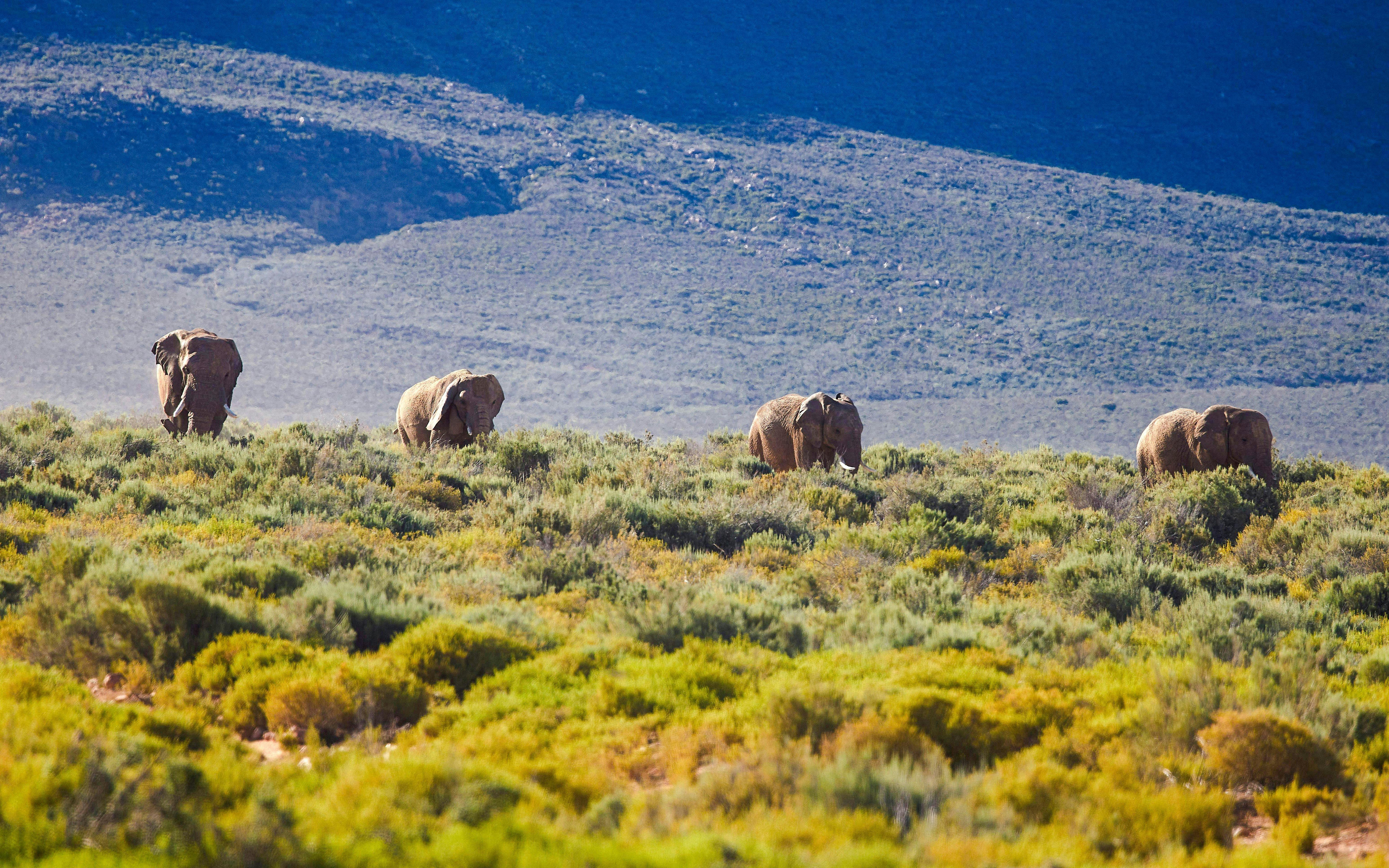 African elephants walking in Aquila Game Reserve, South Africa.