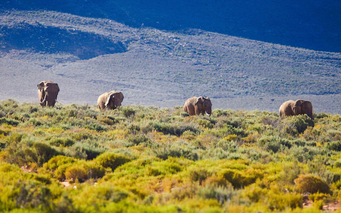 African elephants walking in Aquila Game Reserve, South Africa.