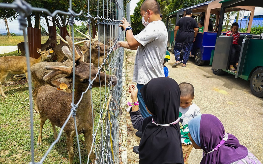 Children feeding deer at Selangor Fruit Valley.