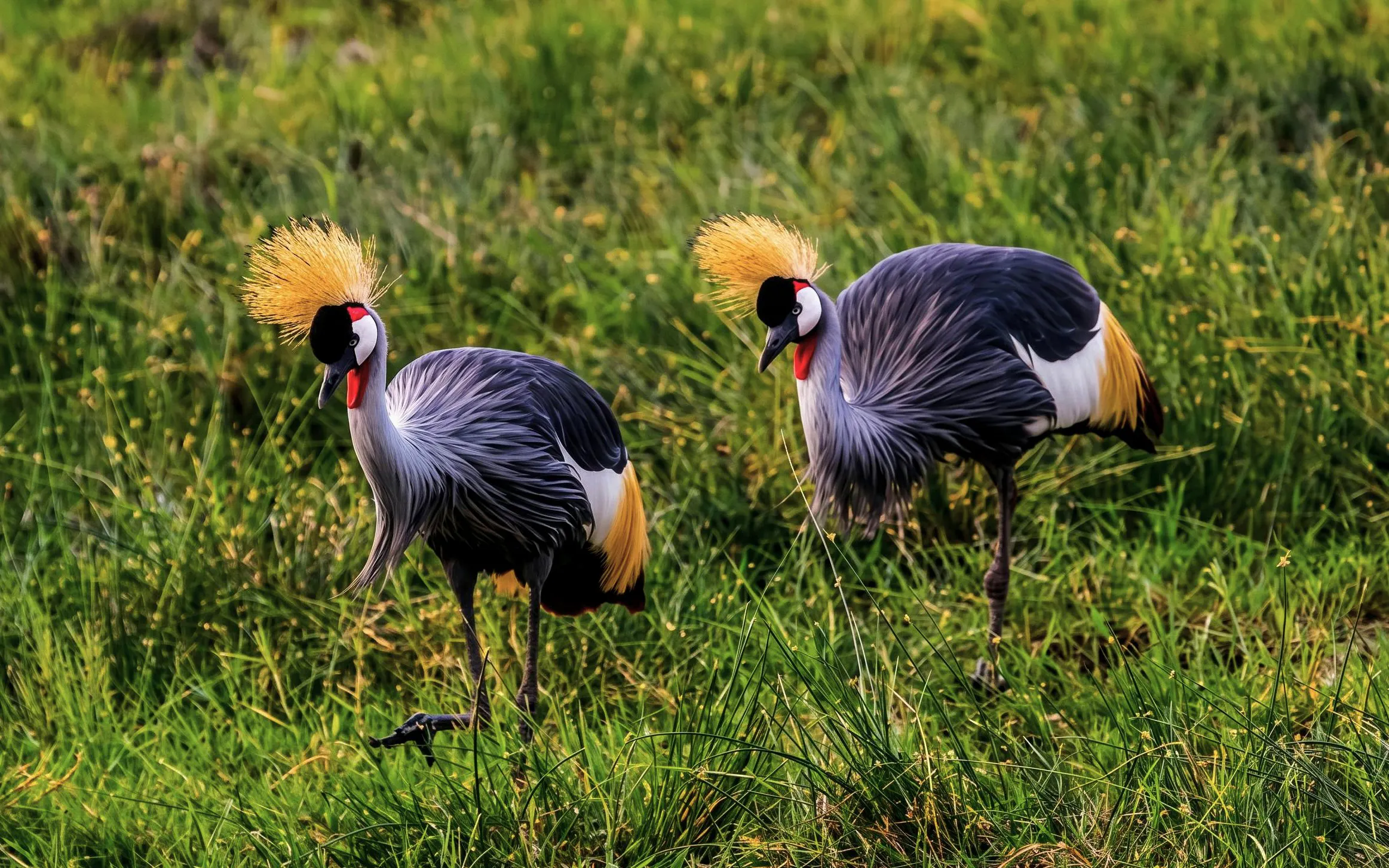 Crowned cranes in Maasai Mara grassland during safari.