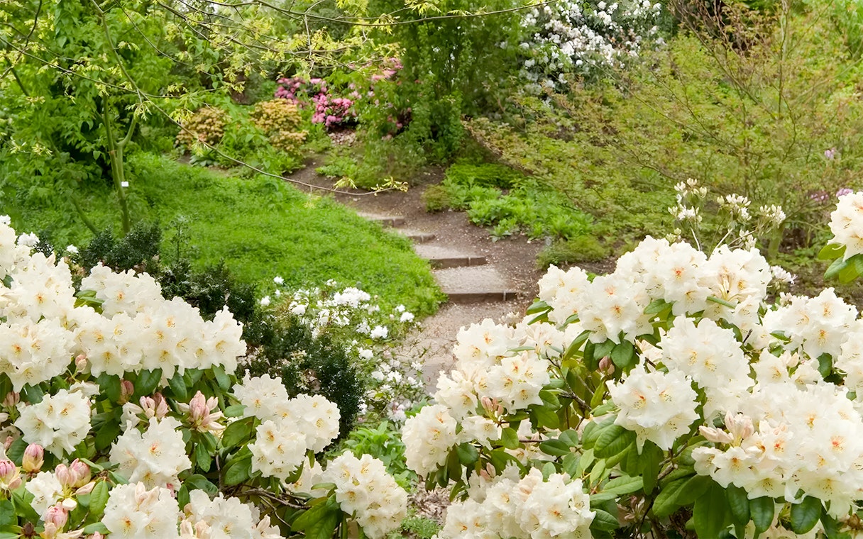 Rhododendron blooms along a garden path at Kew Gardens.
