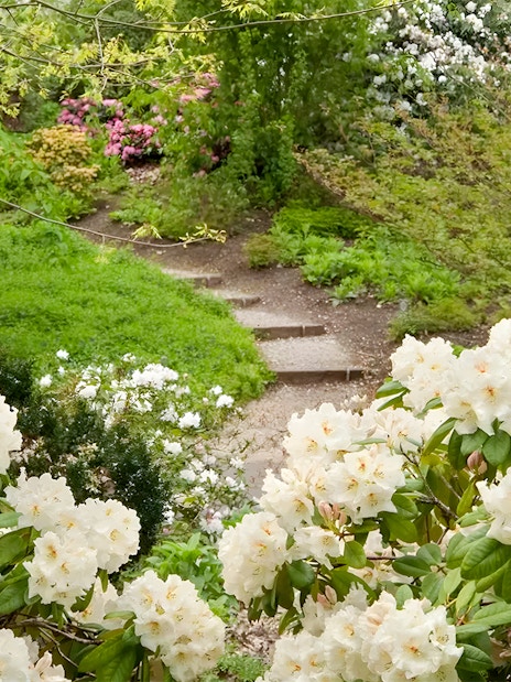 Rhododendron blooms along a garden path at Kew Gardens.