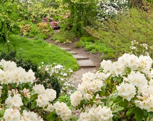 Rhododendron Dell in Kew Gardens with vibrant blooms and lush greenery.