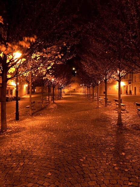 Cobblestone street lined with trees and benches at night in Prague.