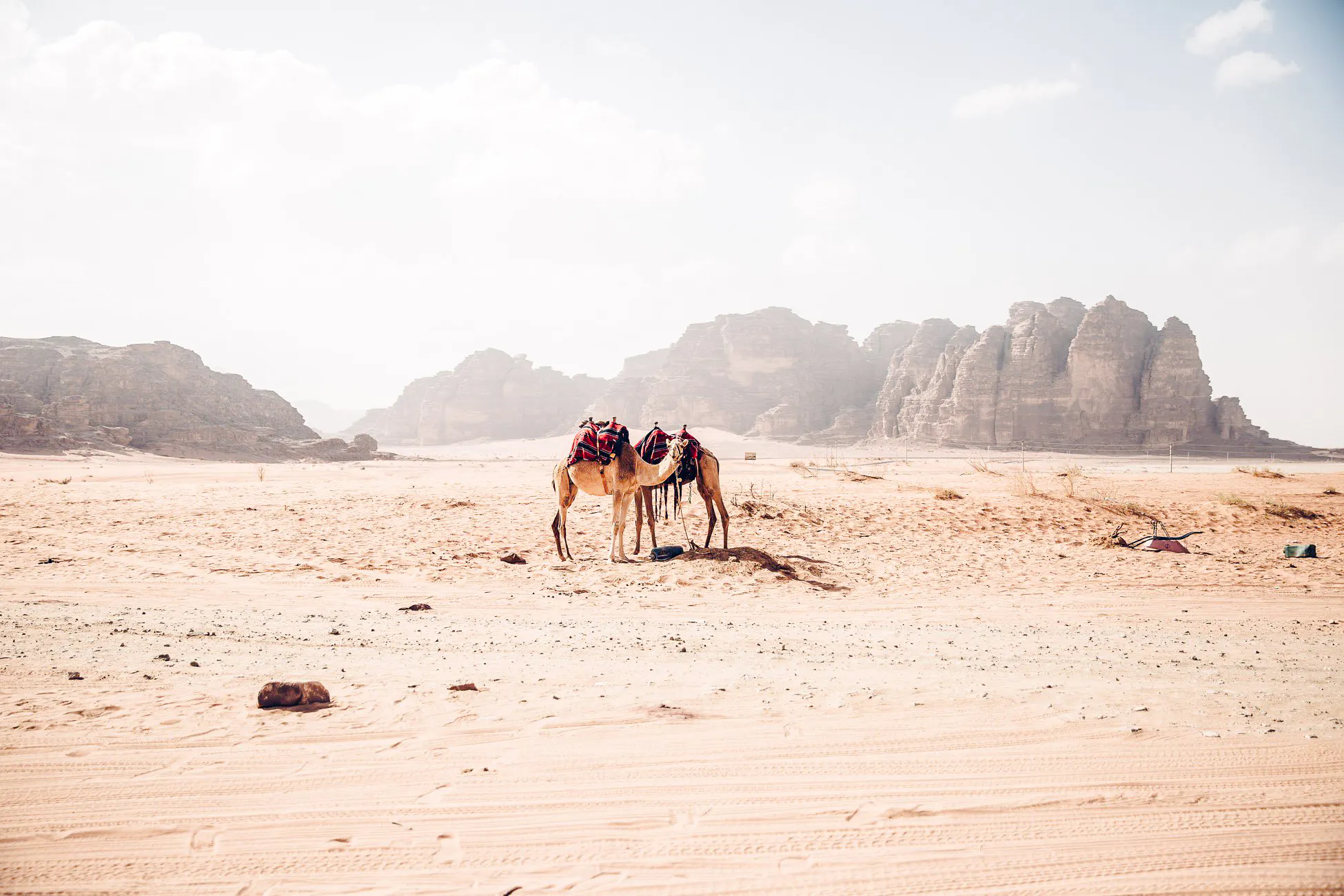 Camels in Wadi Rum desert landscape, part of Amman to Petra, Wadi Rum, and Dead Sea tour.