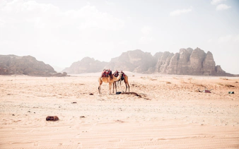 Camels in Wadi Rum desert landscape, part of Amman to Petra, Wadi Rum, and Dead Sea tour.