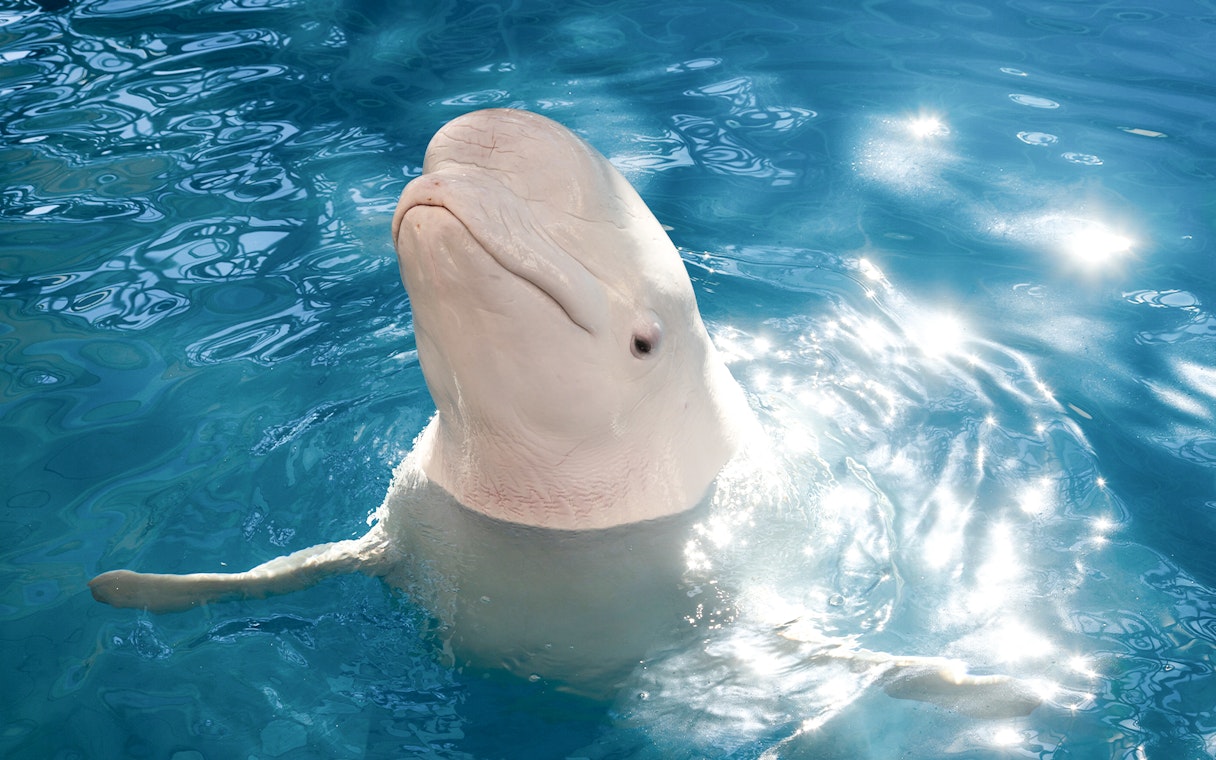 Beluga whale swimming at Waterfront Kingdom, Antalya.