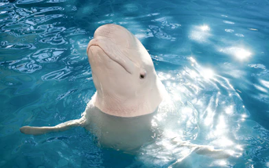 Beluga whale swimming at Waterfront Kingdom, Antalya.