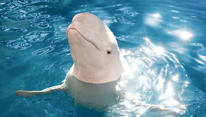 beluga whale