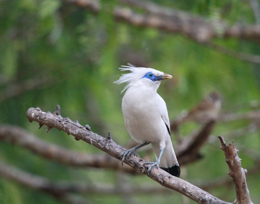 Kuok Group Wings of Asia, Bird Paradise