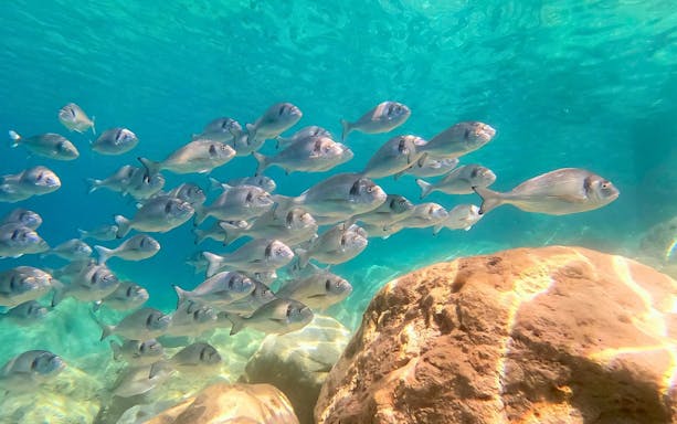 School of fish swimming near rocks in clear waters at Capo Figari.