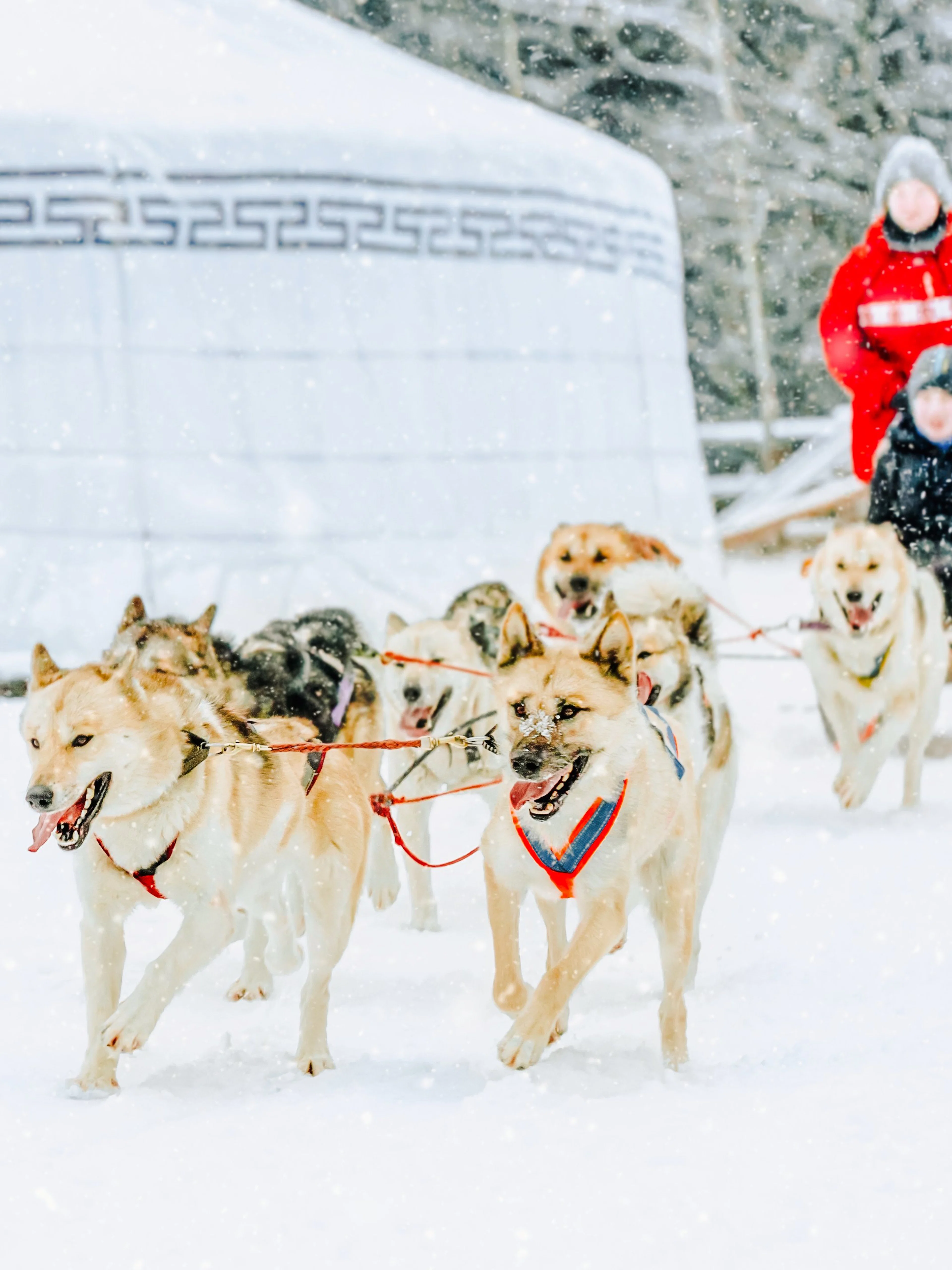 Husky sledding through snowy landscape in Rovaniemi.