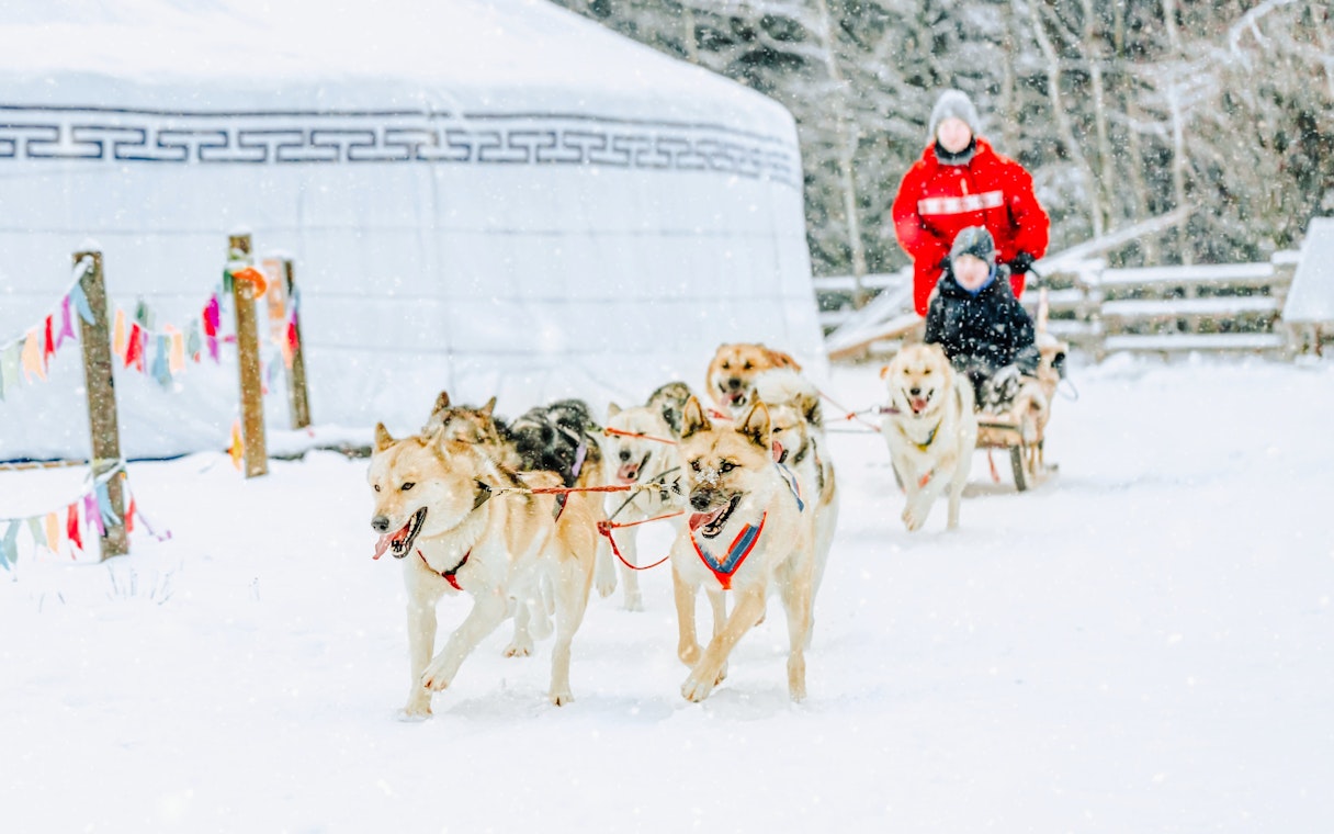 Husky sledding through snowy landscape in Rovaniemi.