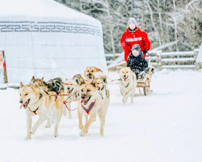 From Rovaniemi: 5km Husky Sledding Experience