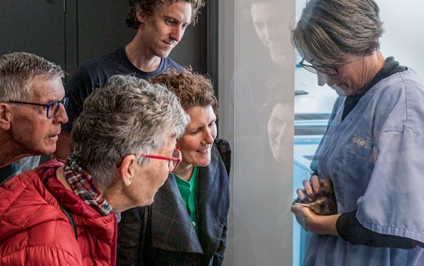 Tourists observing a newborn kiwi hatchling at The National Kiwi Hatchery.