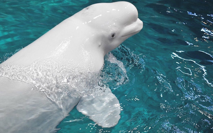 Beluga whale swimming at Port of Nagoya Public Aquarium.