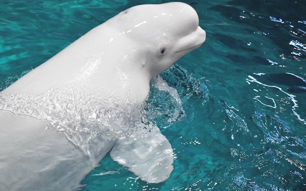 Beluga whale swimming at Port of Nagoya Public Aquarium.