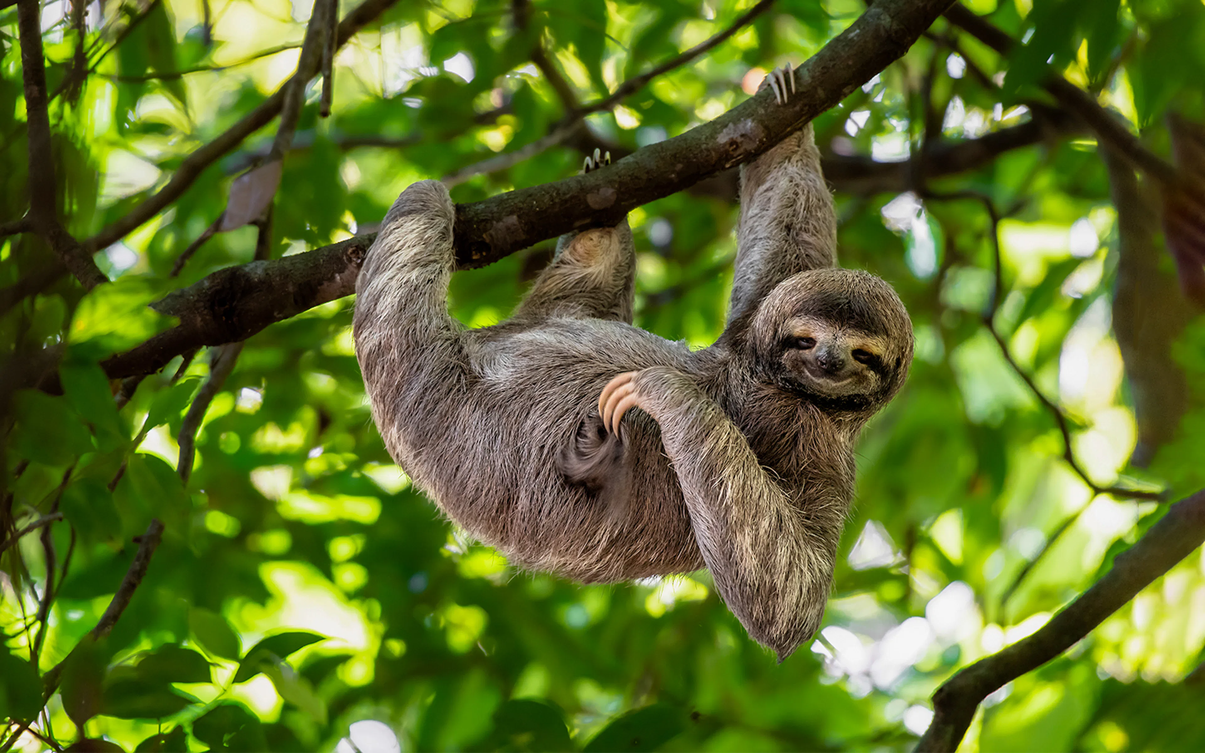 Sloth hanging from a tree branch at Warsaw Zoo.