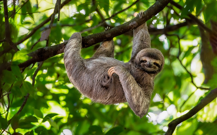Sloth hanging from a tree branch at Warsaw Zoo.