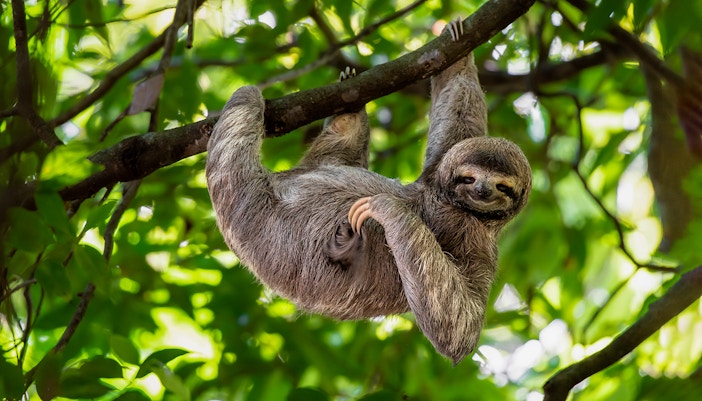 Sloth and Friends Studio