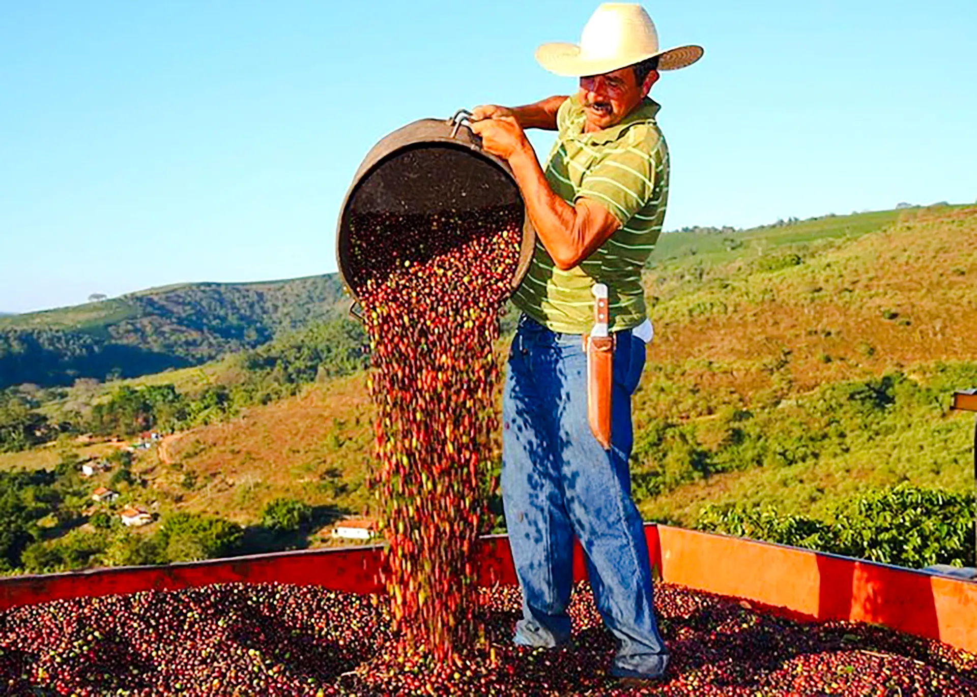 Farmer pouring coffee cherries in Coffee Valley, Rio de Janeiro, with scenic hills in the background.