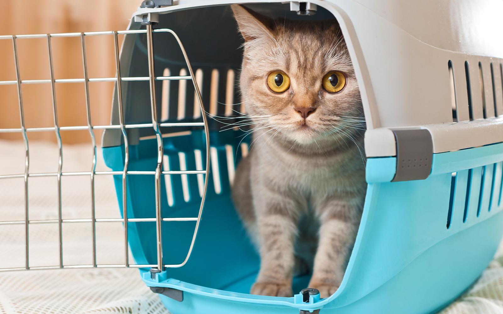 Museum of Oriental Art Turin - Rules