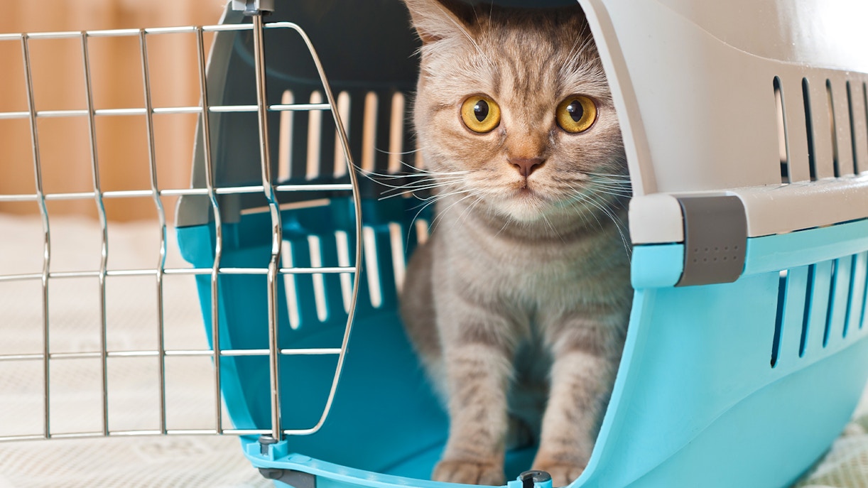 Museum of Oriental Art Turin - Rules