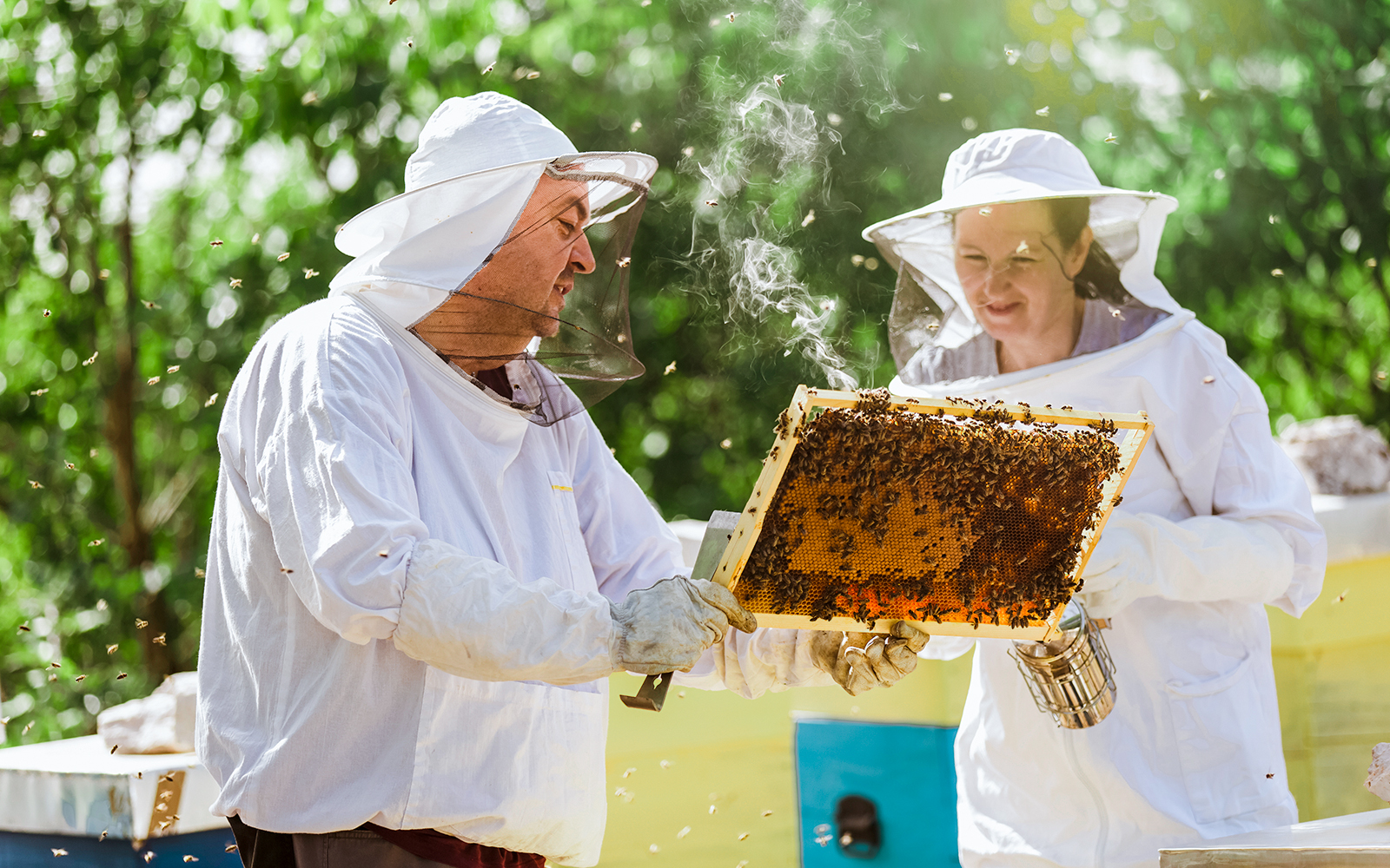 Beekeepers extracting honey from hives at Buckingham Palace, London.