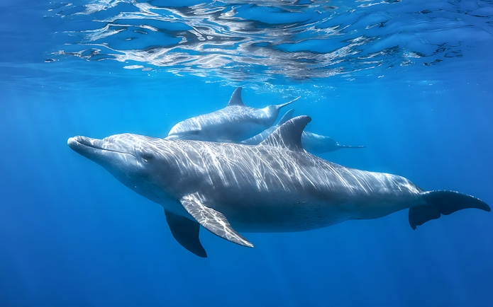 Dolphins swimming underwater at Marine Safari Bali.
