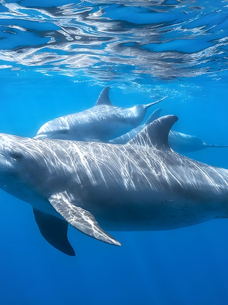 Dolphins swimming underwater at Marine Safari Bali.