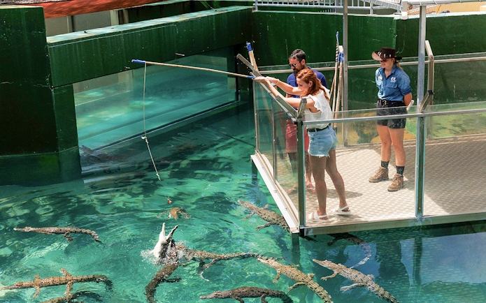 Visitors feeding crocodiles from a platform at Crocosaurus Cove, Darwin.