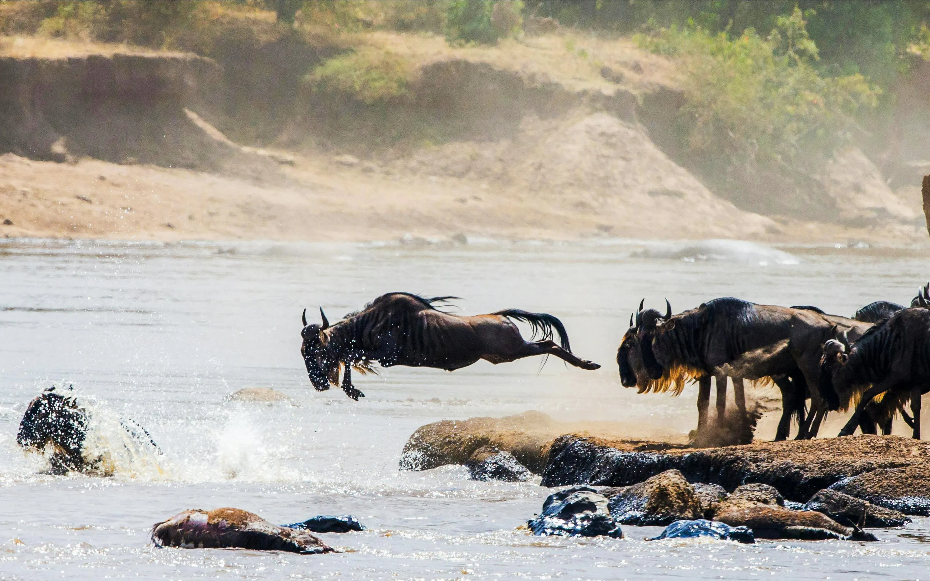 Wildebeests crossing Mara River during Great Migration, Maasai Mara National Park.