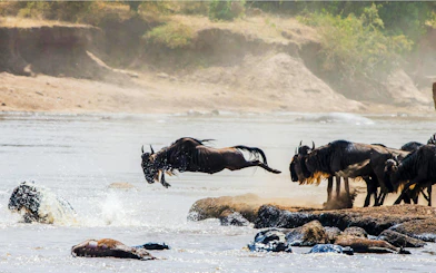 Wildebeests crossing Mara River during Great Migration, Maasai Mara National Park.