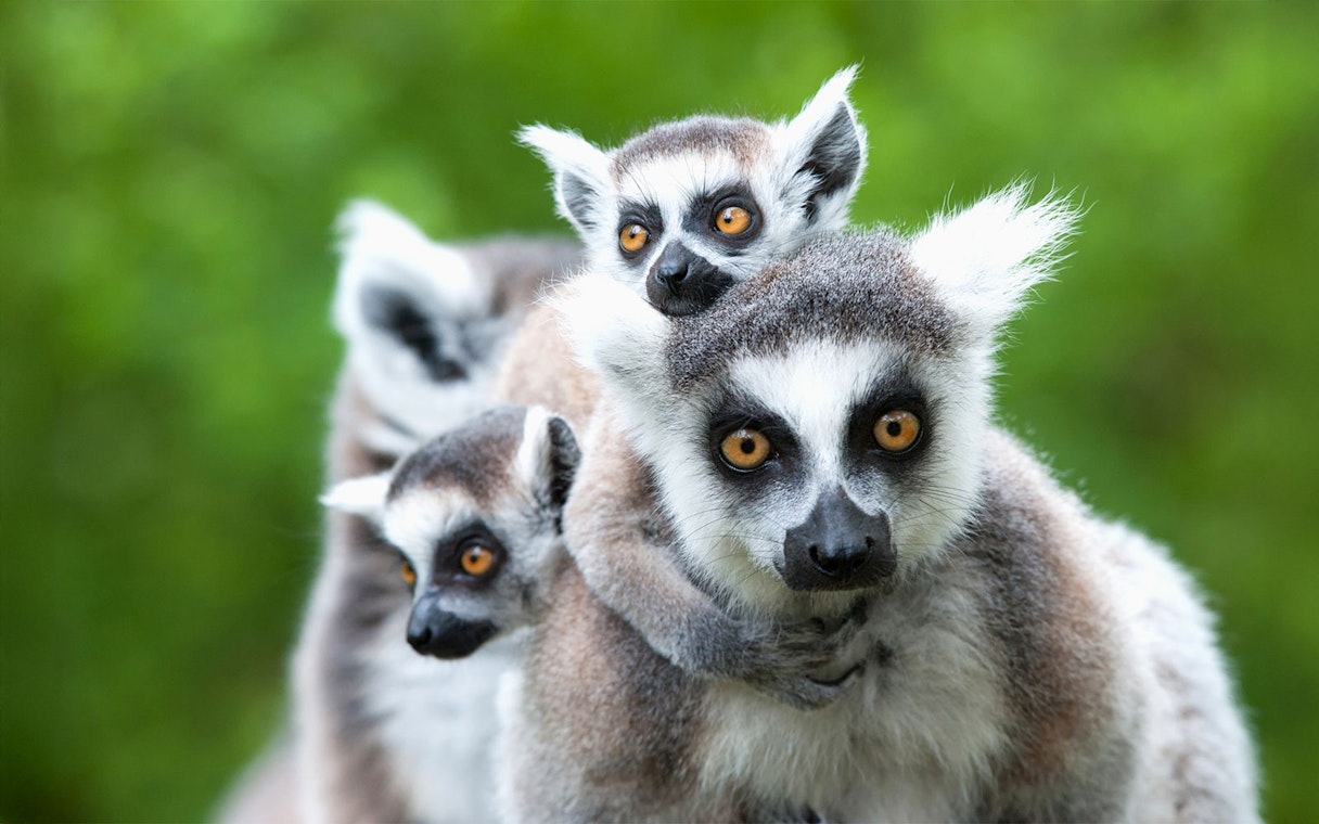 Ring-tailed lemur with baby on back in lush green setting.