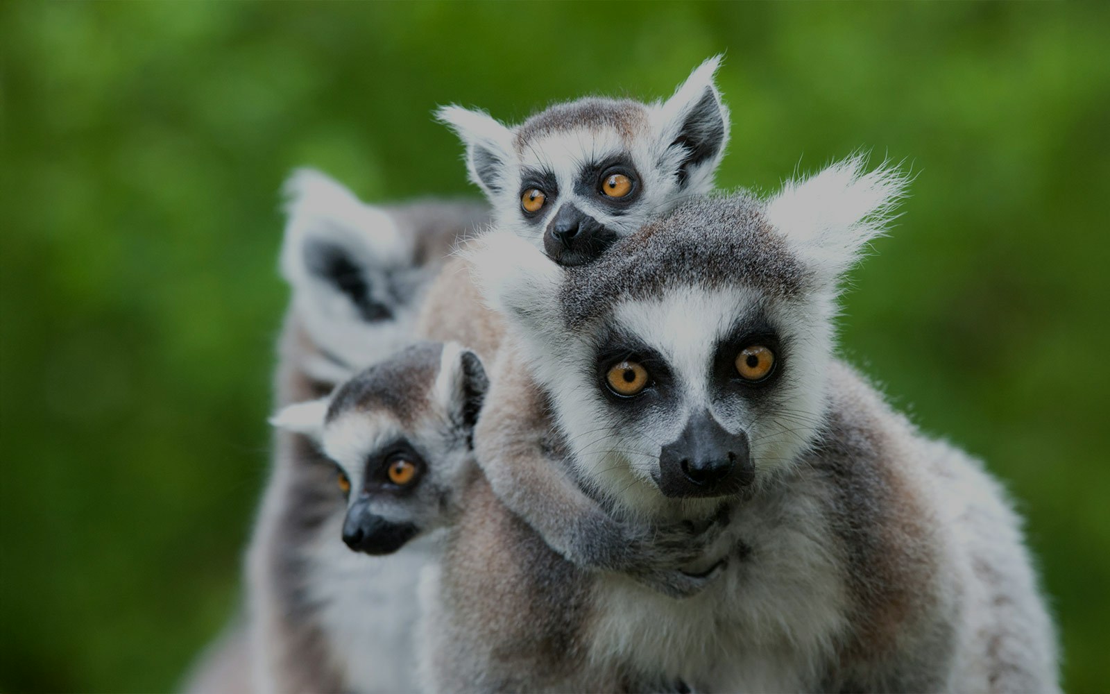 Ring-tailed lemur with baby on back in lush green setting.
