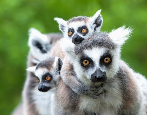 Ring-tailed lemur with baby on back in lush green setting.