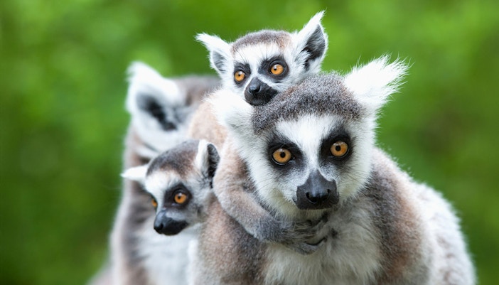 Ring-tailed lemur perched on a tree branch