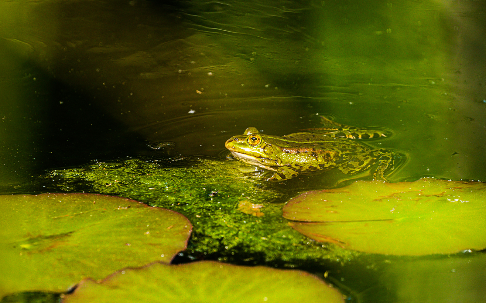 Frog resting on lily pad in Everglades Lakes, Florida.