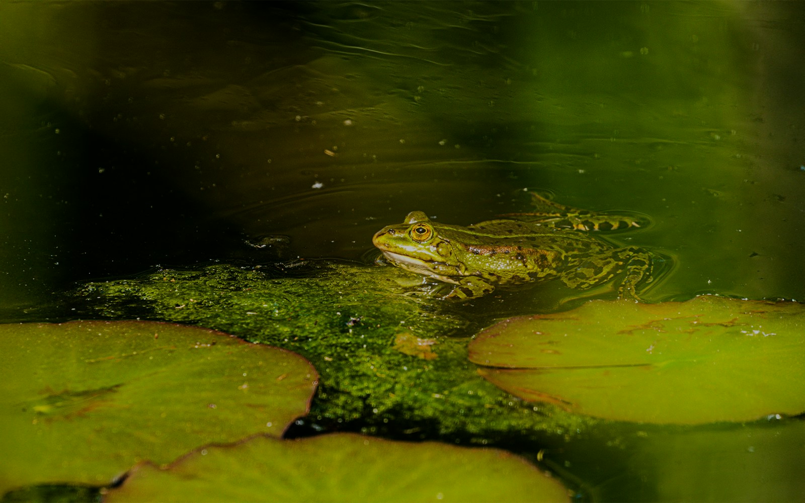 Frog resting on lily pad in Everglades Lakes, Florida.