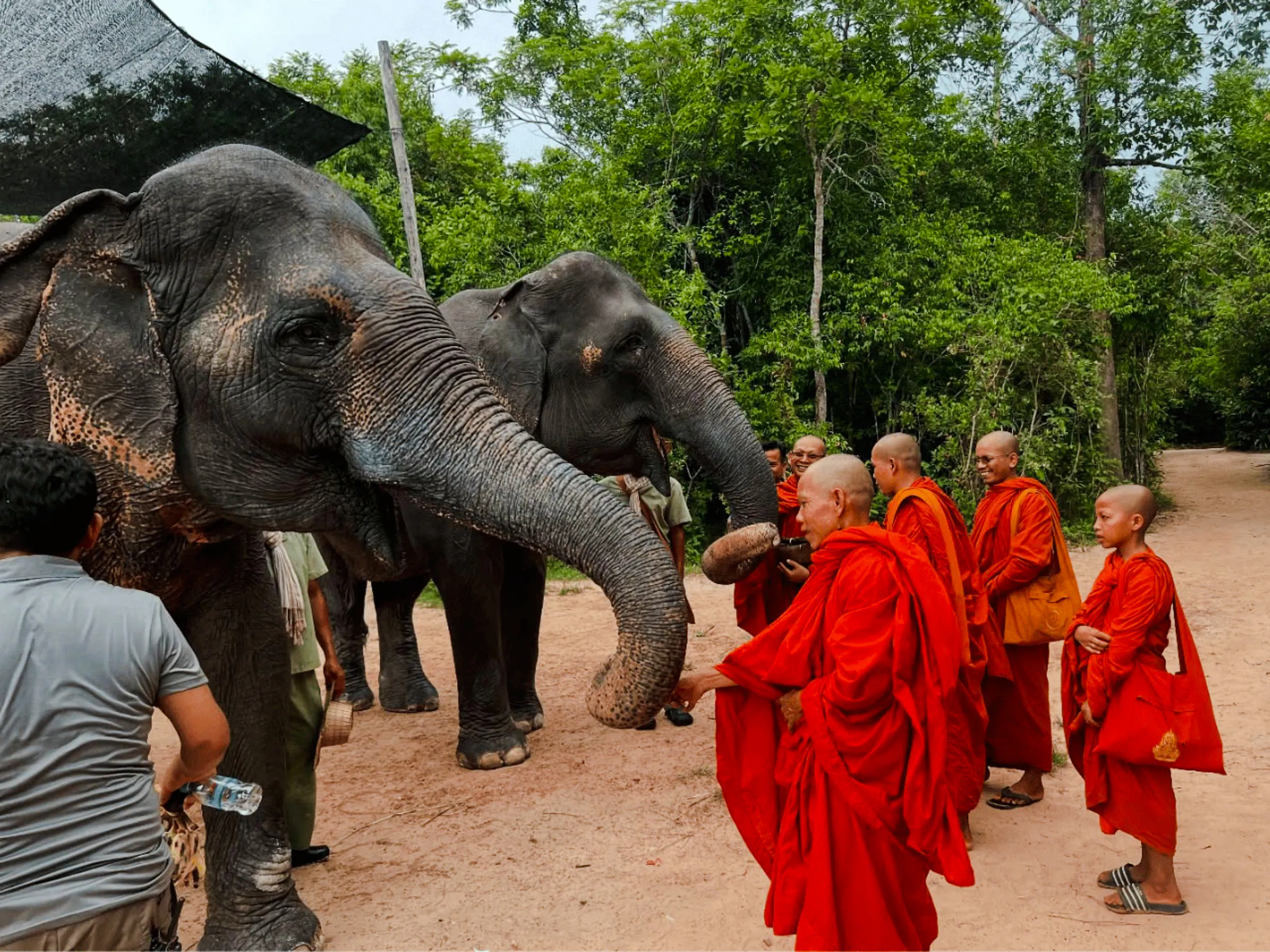 {
  "experiencename": "from siem reap: kulen mountain waterfall & kulen elephant forest tour with picnic lunch"
}-1