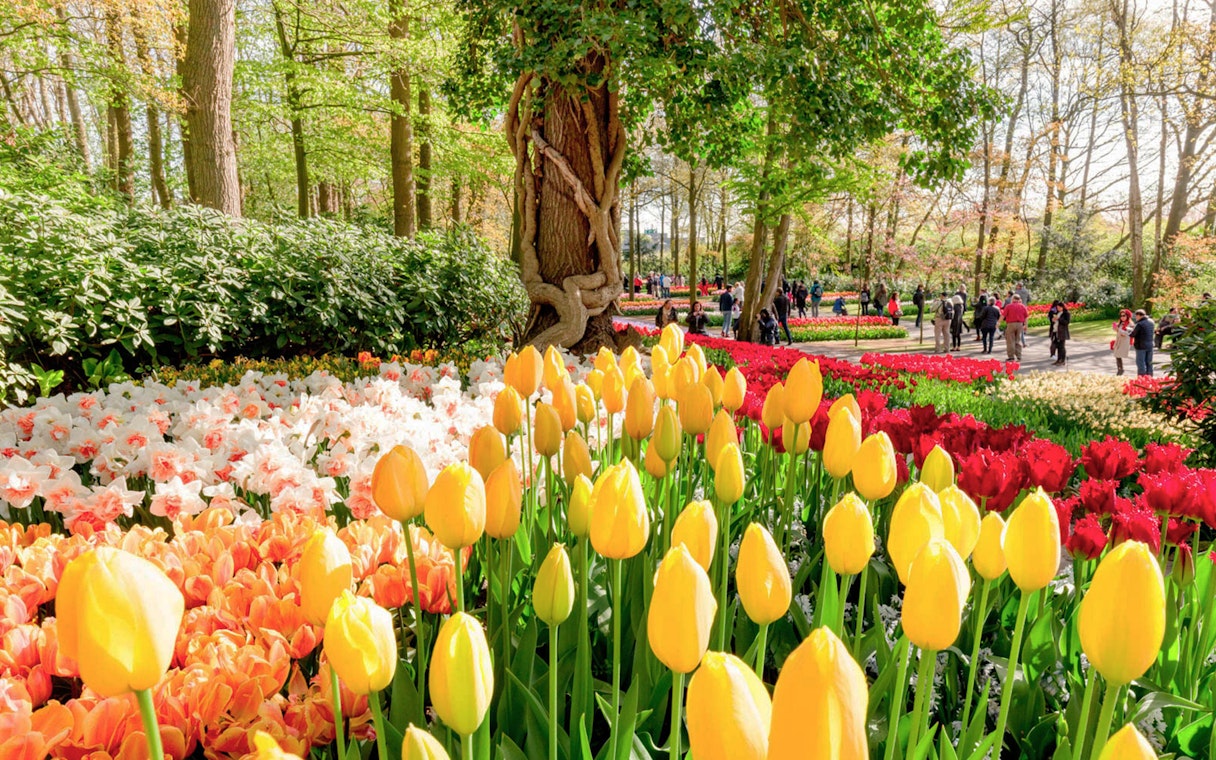 Yellow and red tulips in bloom at Keukenhof Gardens, with visitors strolling nearby.