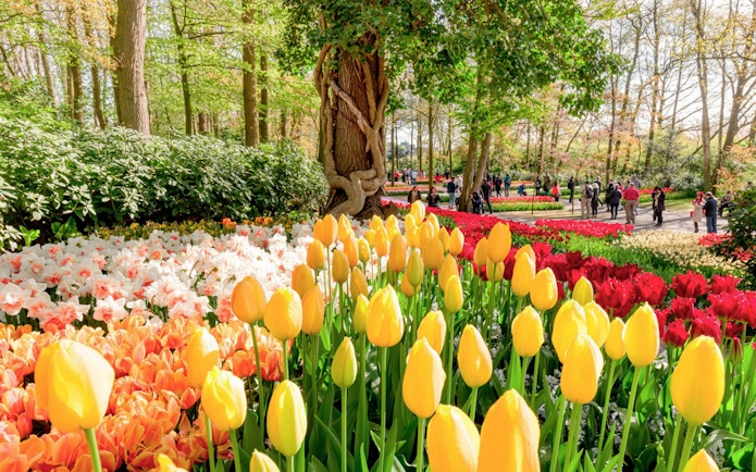 Yellow and red tulips in bloom at Keukenhof Gardens, with visitors strolling nearby.