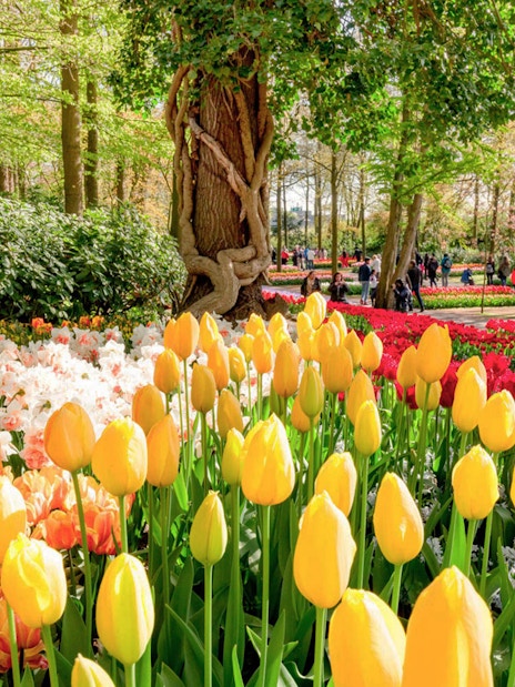 Yellow and red tulips in bloom at Keukenhof Gardens, with visitors strolling nearby.
