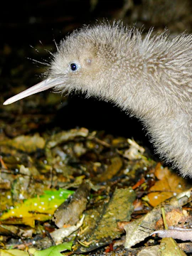 Kiwi bird foraging on forest floor in New Zealand.