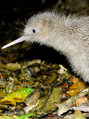 Rezerwat przyrody Willowbank