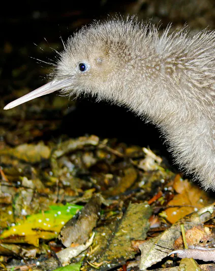 Kiwi bird foraging on forest floor in New Zealand.