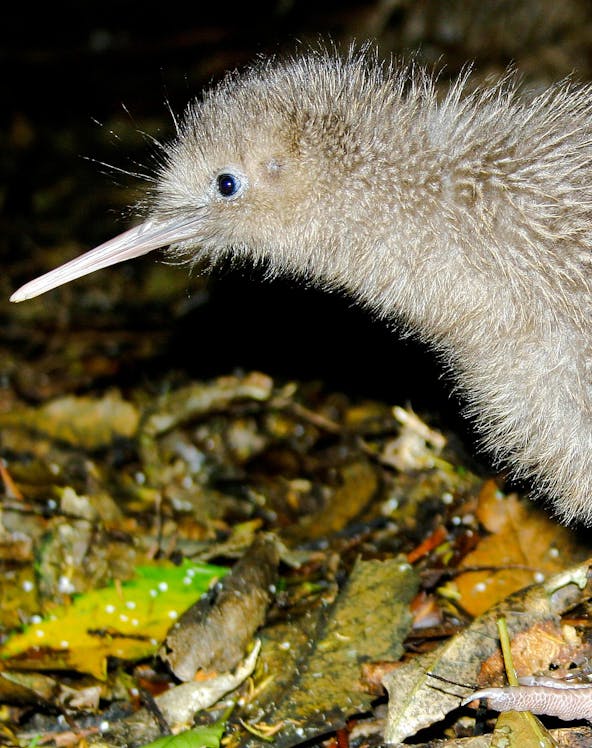 Kiwi bird foraging on forest floor in New Zealand.